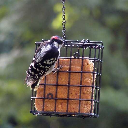 Standard Suet Cage Bird Feeder DFOHome