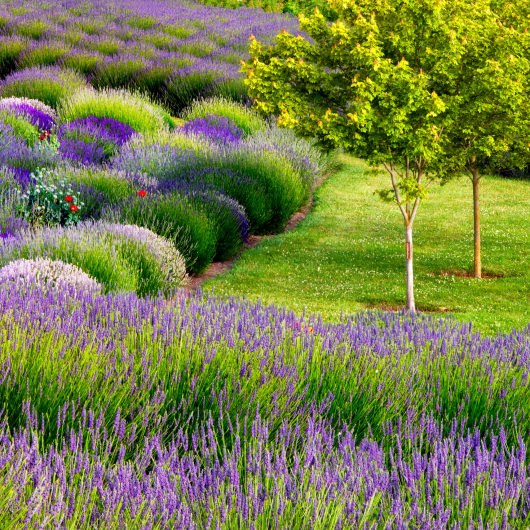 Jardin Du Soleil Outdoor Wall Art