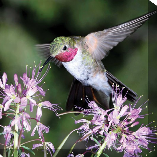Hummingbird No. 1 Outdoor Wall Art