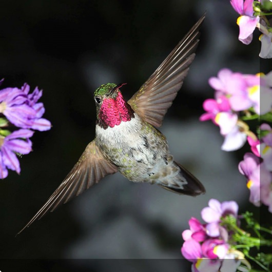 Hummingbird No. 5 Outdoor Wall Art