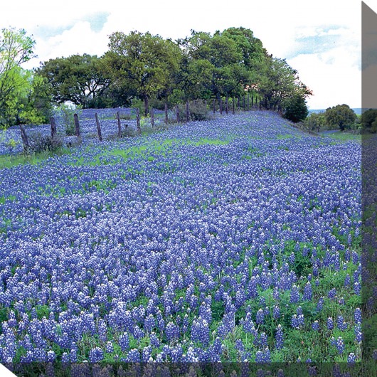 Texas Blue Outdoor Wall Art