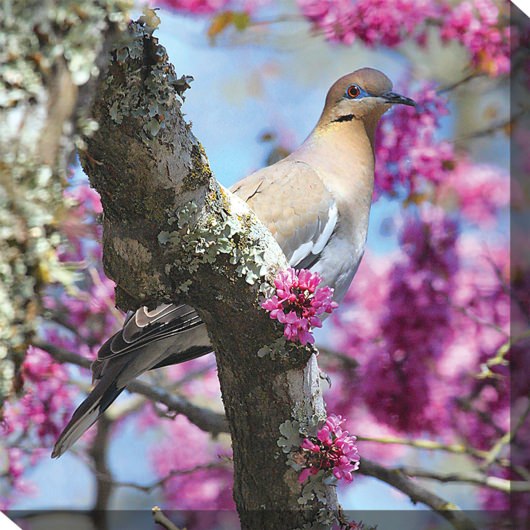 Dove In Redbud Outdoor Wall Art