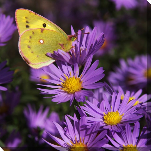 Golden Butterfly Outdoor Wall Art