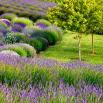 Jardin Du Soleil Outdoor Wall Art