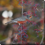 Robin In Autumn Outdoor Wall Art