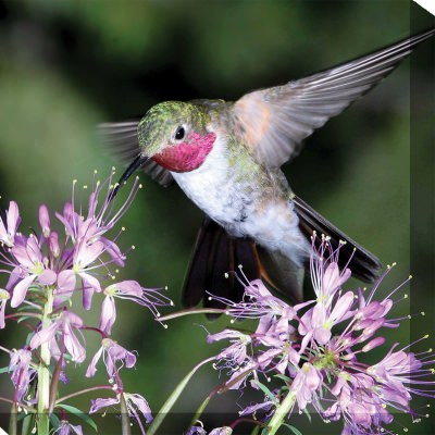 Hummingbird No. 1 Outdoor Wall Art