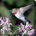 Hummingbird No. 1 Outdoor Wall Art