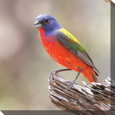 Painted Bunting Outdoor Wall Art