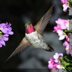 Hummingbird No. 5 Outdoor Wall Art
